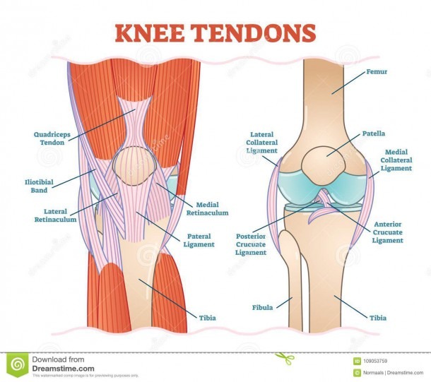 Knee Tendons Medical Vector Illustration Scheme, Anatomical