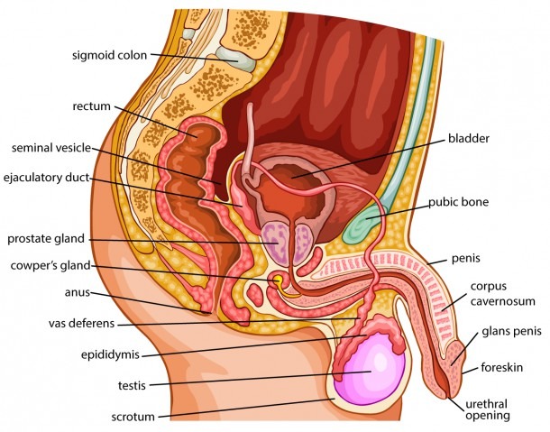 Label Male Reproductive System Diagram And Male Reproductive