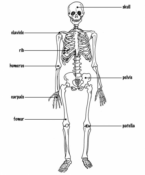 Label Skeletal System Skeletal System Diagram With Labelling