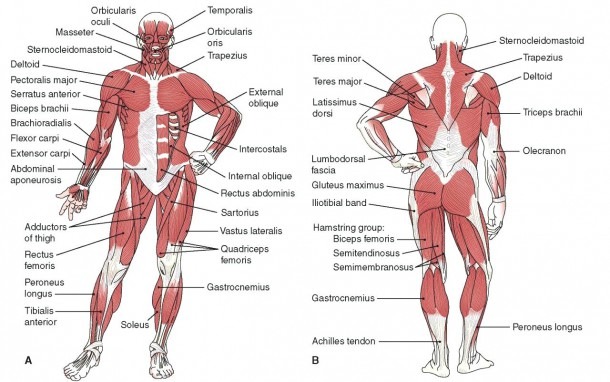 Body Diagram Labeled In Spanish