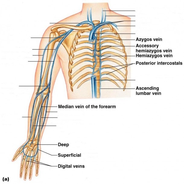 Veins Of The Arm Diagram