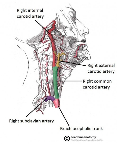 Major Arteries Of The Head And Neck