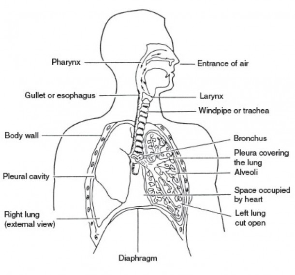 Labelled Respiratory System And Human Body Diagram Labeled In