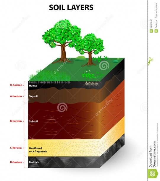 Layers Of A Soil Profile Stock Vector  Illustration Of Horizons