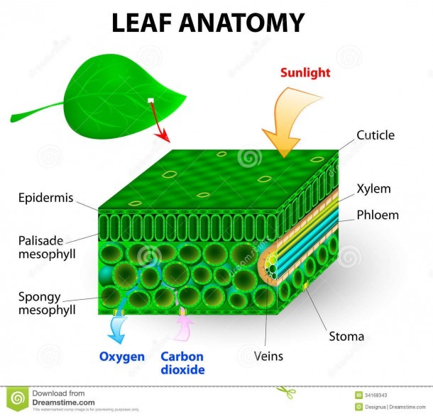 Leaf Anatomy Stock Illustration  Illustration Of Leaf