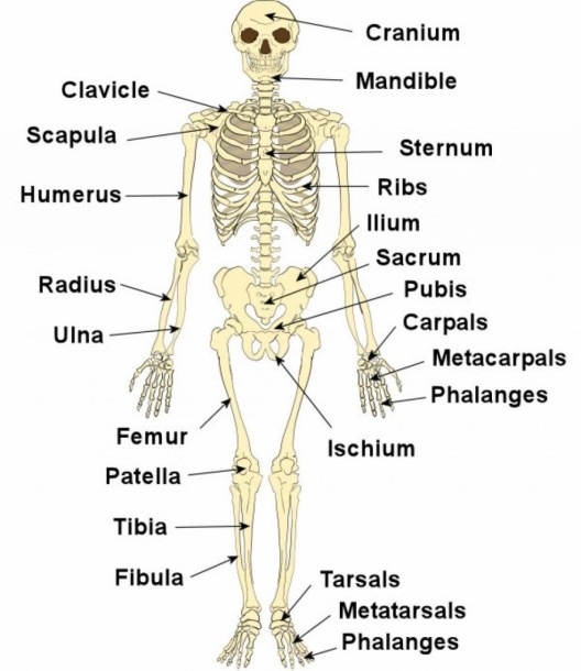 Leg Bone Anatomy Diagram And Photos  Human Leg Bone Diagram