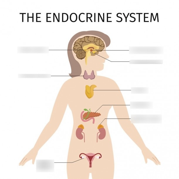 Location Of Endocrine System Location Of Endocrine Glands Diagram