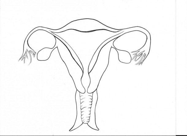 Male And Female Reproductive System Diagram And Female