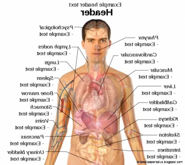 Male Body Anatomy Human Parts Pics â Directorioweb Me