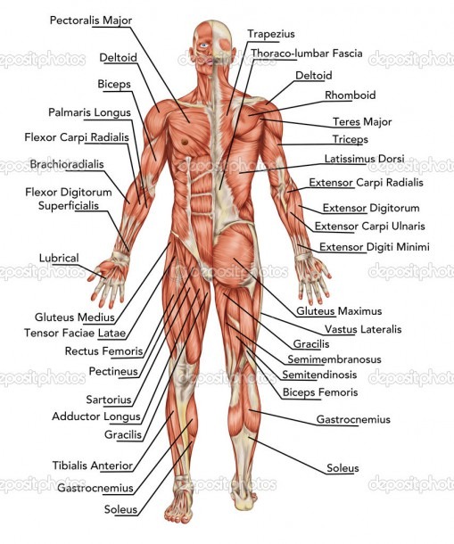 Male Anatomy Diagram