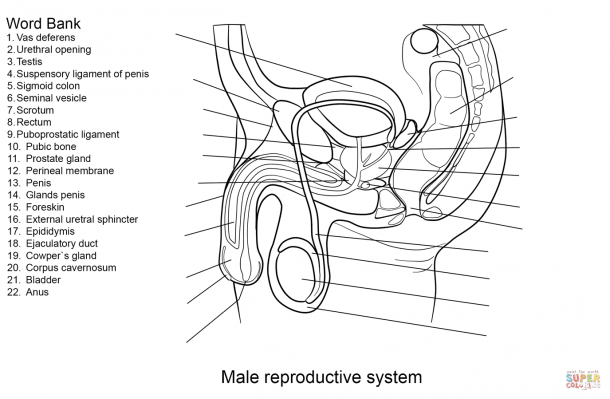 male anatomy labled diagram