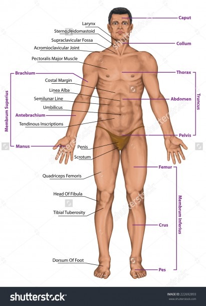 Diagram Of Man Body