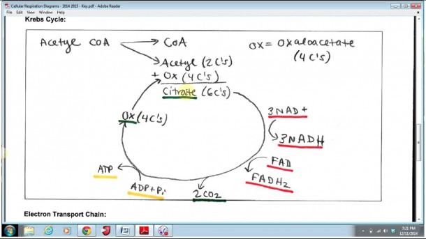 Kreb Cycle Diagram