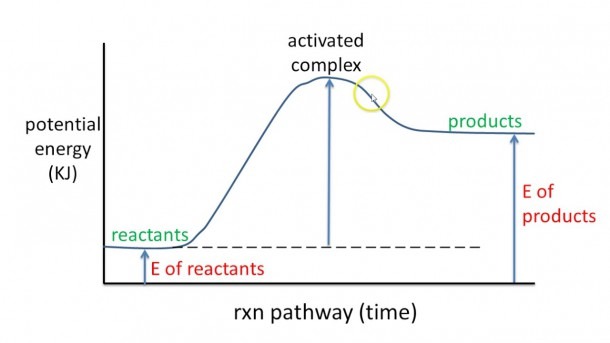 6 Potential Energy Diagram Endothermic Rxn