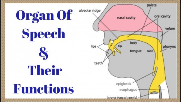 definition of speech organs