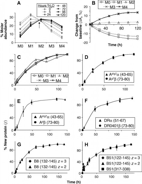 Measurement Of Fractional Mhc Protein Synthesis  (a