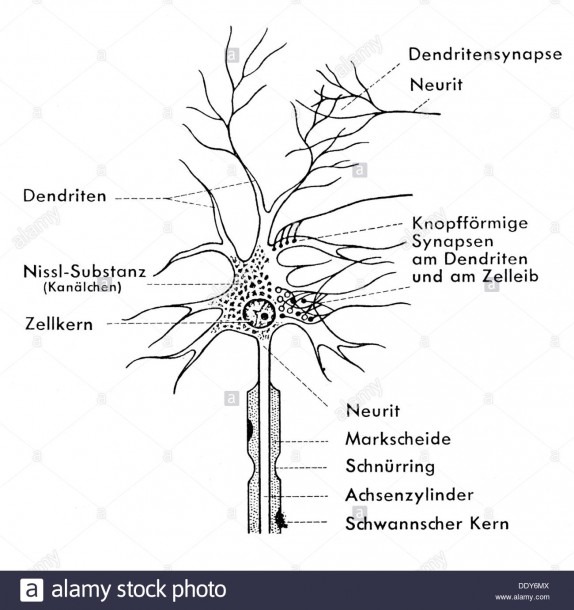 Medicine, Anatomy, Nerve Cell, Schematic Diagram Of A Ganglion