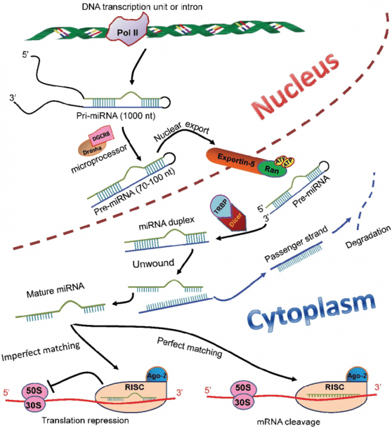Mirna Biosynthesis And Functions In Mammalian Cells  In The