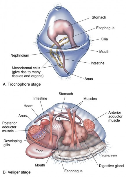Mollusk Larval Stages