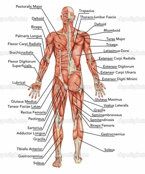 Muscle Diagram Front And Back And Muscles Of The Pelvis â Butt