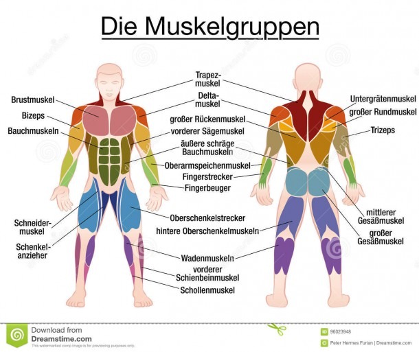 Muscle Diagram German Text Male Body Stock Vector