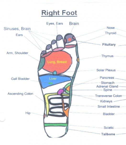 Diagram Showing Parts Of The Foot