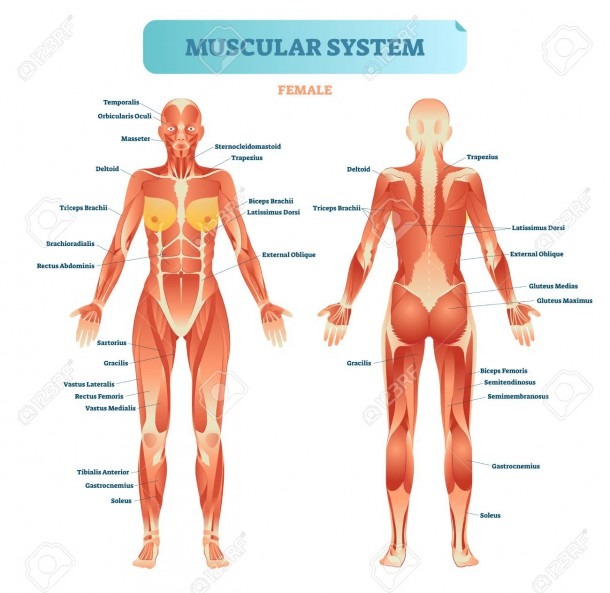 Muscles Of The Body Diagram And Female Muscular System, Full