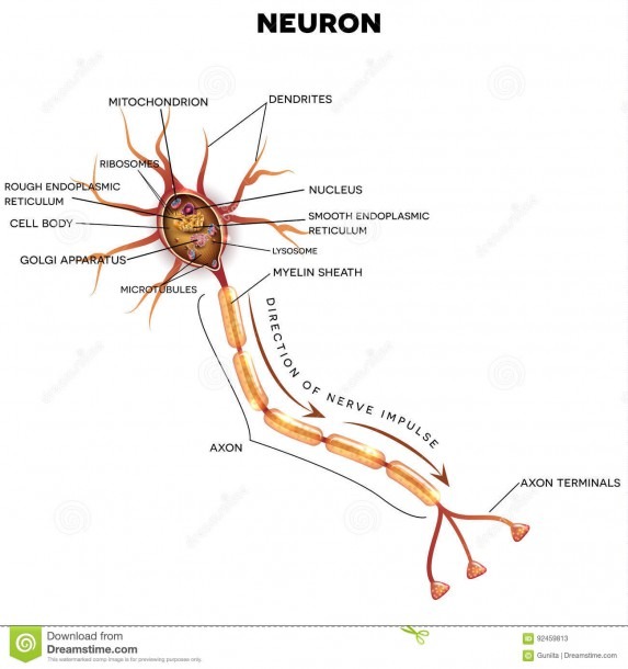 Neuron, Nerve Cell Anatomy Stock Vector  Illustration Of Diagram