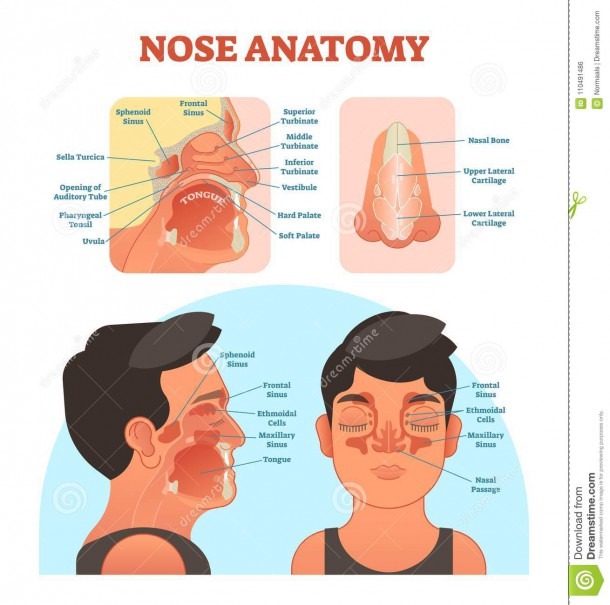 Diagram Of Nose