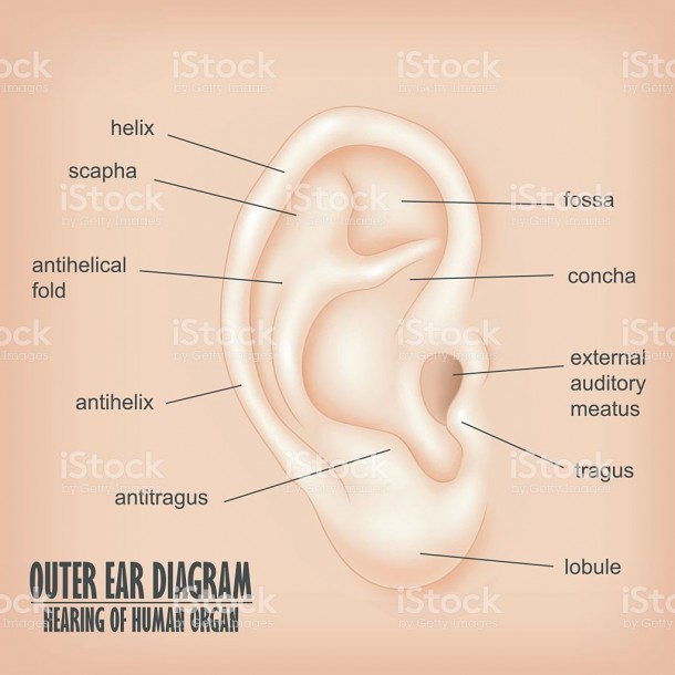 Diagram Of Outer Ear