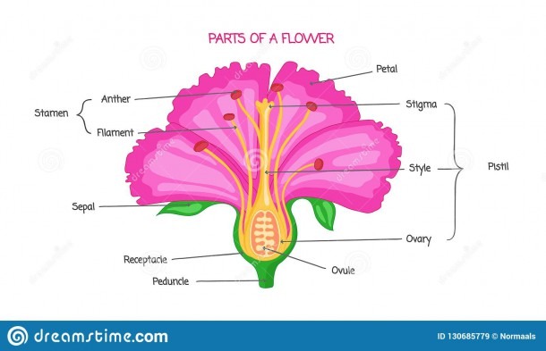 Part Of A Flower Biological Diagram, Vector Illustration Drawing