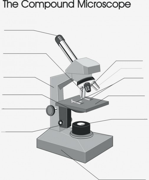Parts Of A Compound Light Microscope Worksheet