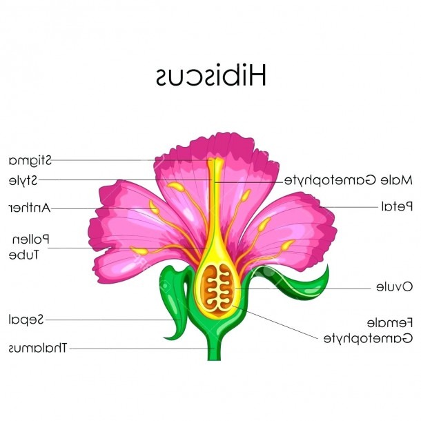 Parts Of A Hibiscus Flower Worksheet Flowers Healthy