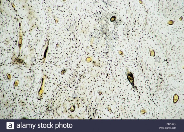 Picture Of Bone Tissue And Osseous Tissue Bone Tissue Specialized