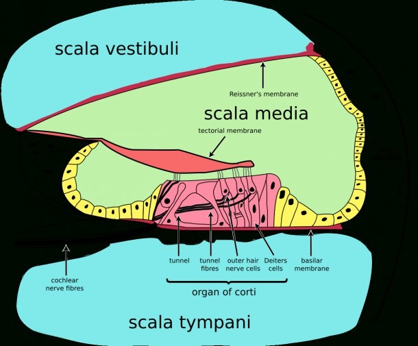 write an essay on the speech organs