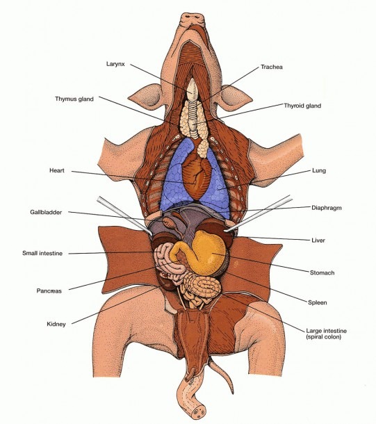 diagram of a pig digestive system