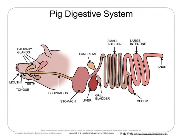 Pig Digestive System Diagram And Pig