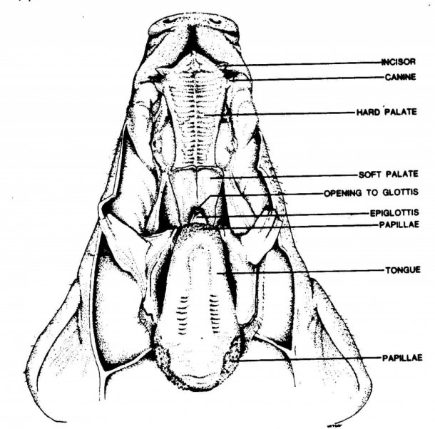 Pig Digestive System Diagram Digestive System Fetal Pig Diagram Pig Digestive System Diagram Digestive System Fetal Pig Diagram