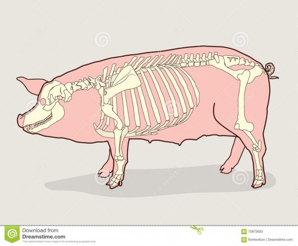 Pig Body Diagram