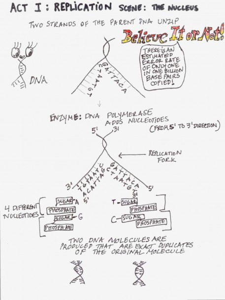 Protein Synthesis Diagram â Dna Structure And Replication