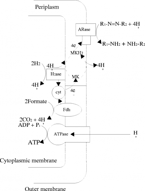 Putative Chemiosmotic Model Of The Azorespiration Electron