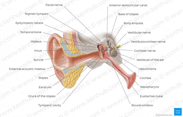 Diagram   Pictures  Outer Ear And Auditory Tube (anatomy)