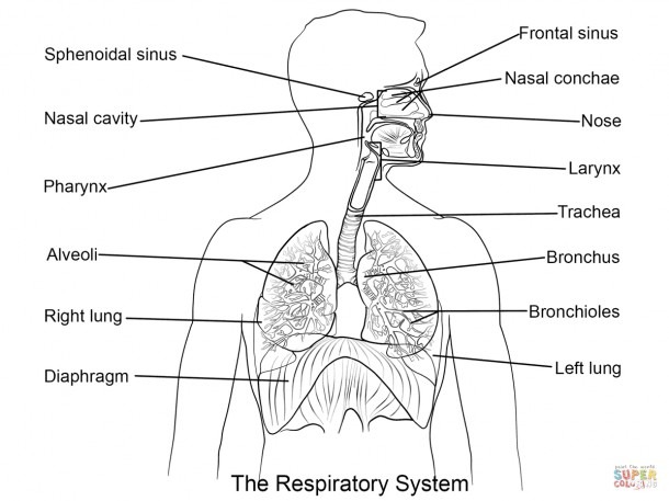 Respiratory System Diagram Labeled And Photos  Human Respiratory