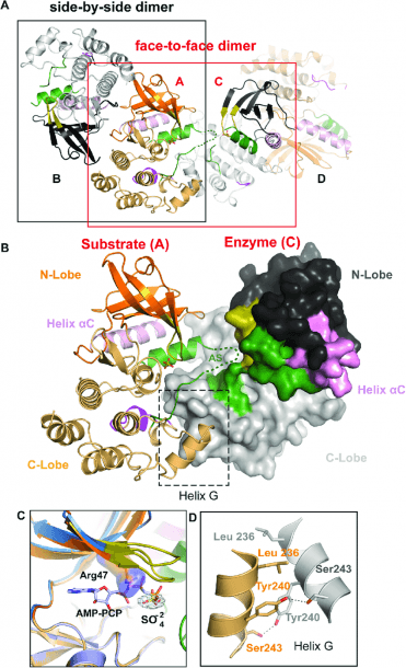 Rip2k K47r Asymmetric Enzyme