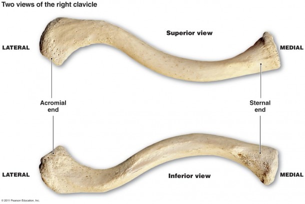 Skeletal System Clavicle Diagram Of The Clavicle Bone The Skeletal