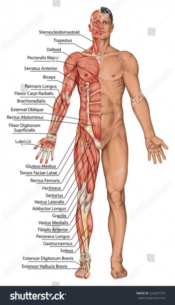Royalty Free Stock Illustration Of Anatomical Board Male Anatomy