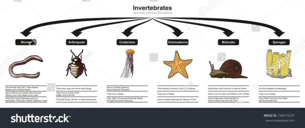 Royalty Free Stock Illustration Of Invertebrates Animals