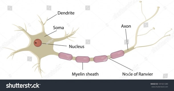 Nerve Cell Neuron Labeled Diagram Stock Illustration 181921289