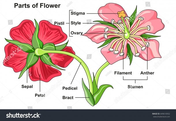 Flower Parts Diagram Front Back View Stock Vector (royalty Free
