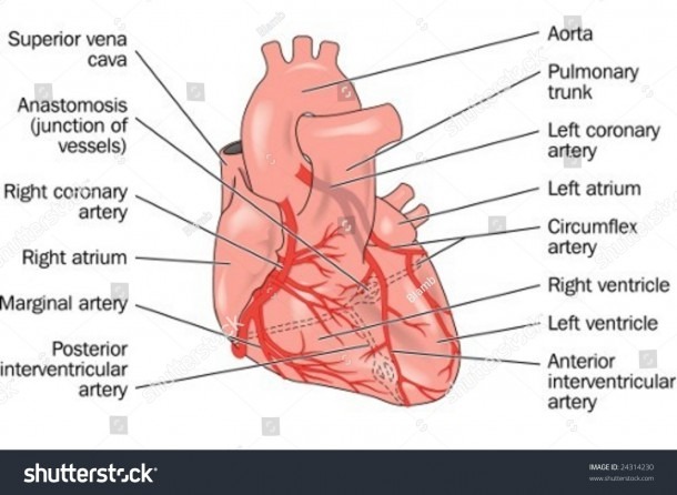 Heart Showing Coronary Arteries Labeled Stock Vector (royalty Free
